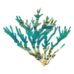 soft_coral_barracuda