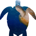 turtle-black-silhouette_turtle