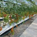 thumbnailf85d1a892a662311c04a816a4a0f2536_63